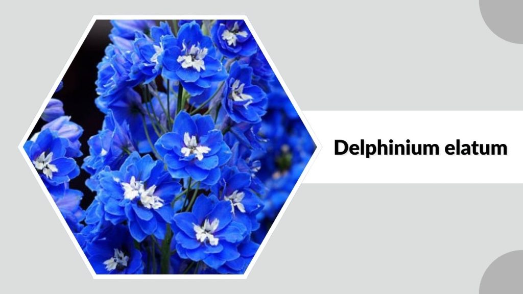 Delphinium elatum
