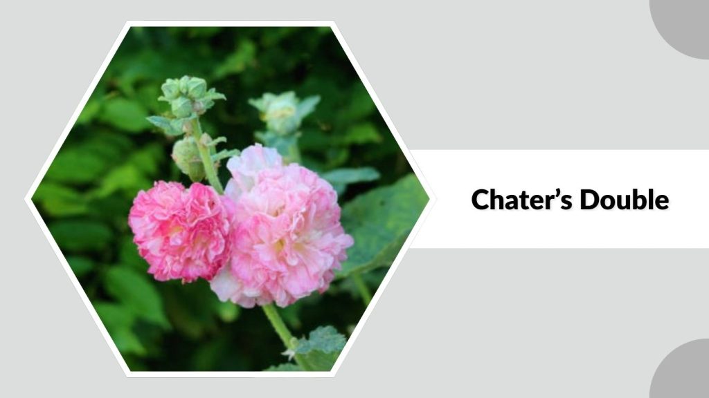 Alcea rosea ‘Chater’s Double’