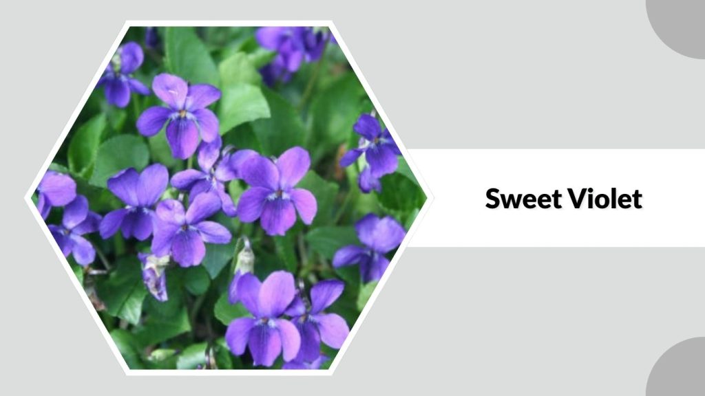 Sweet Violet