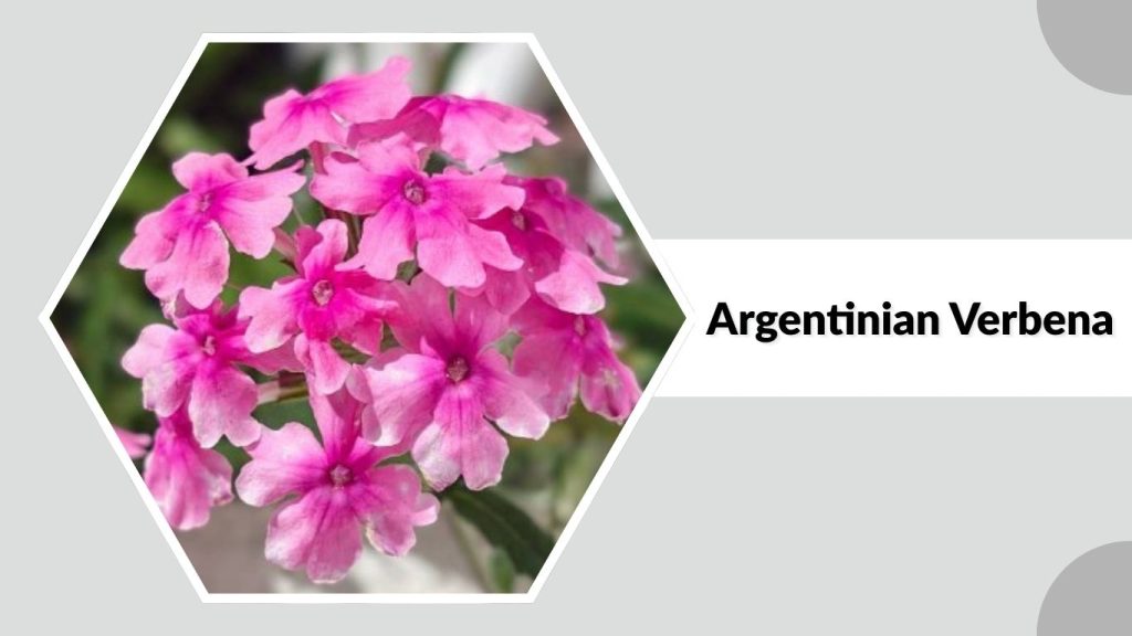 Argentinian Verbena
