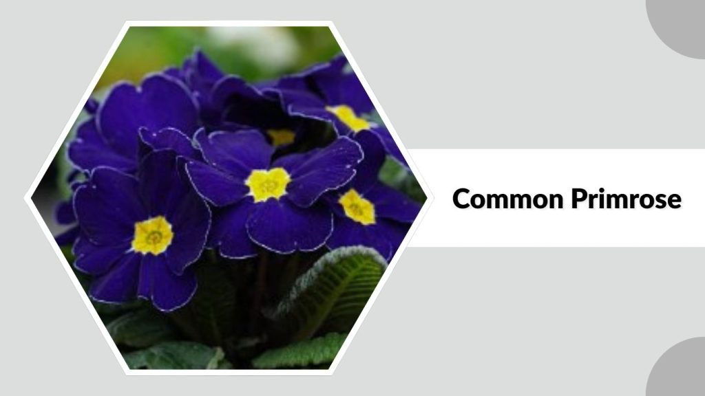 Common Primrose