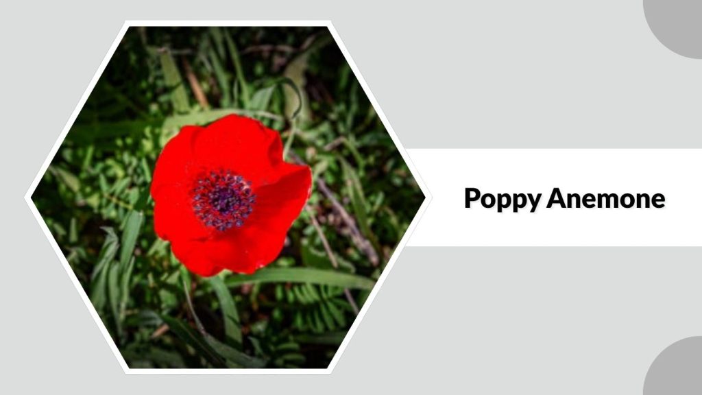 Poppy Anemone 