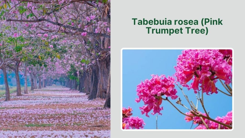  Tabebuia rosea (Pink Trumpet Tree)