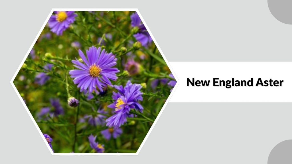 New England Aster