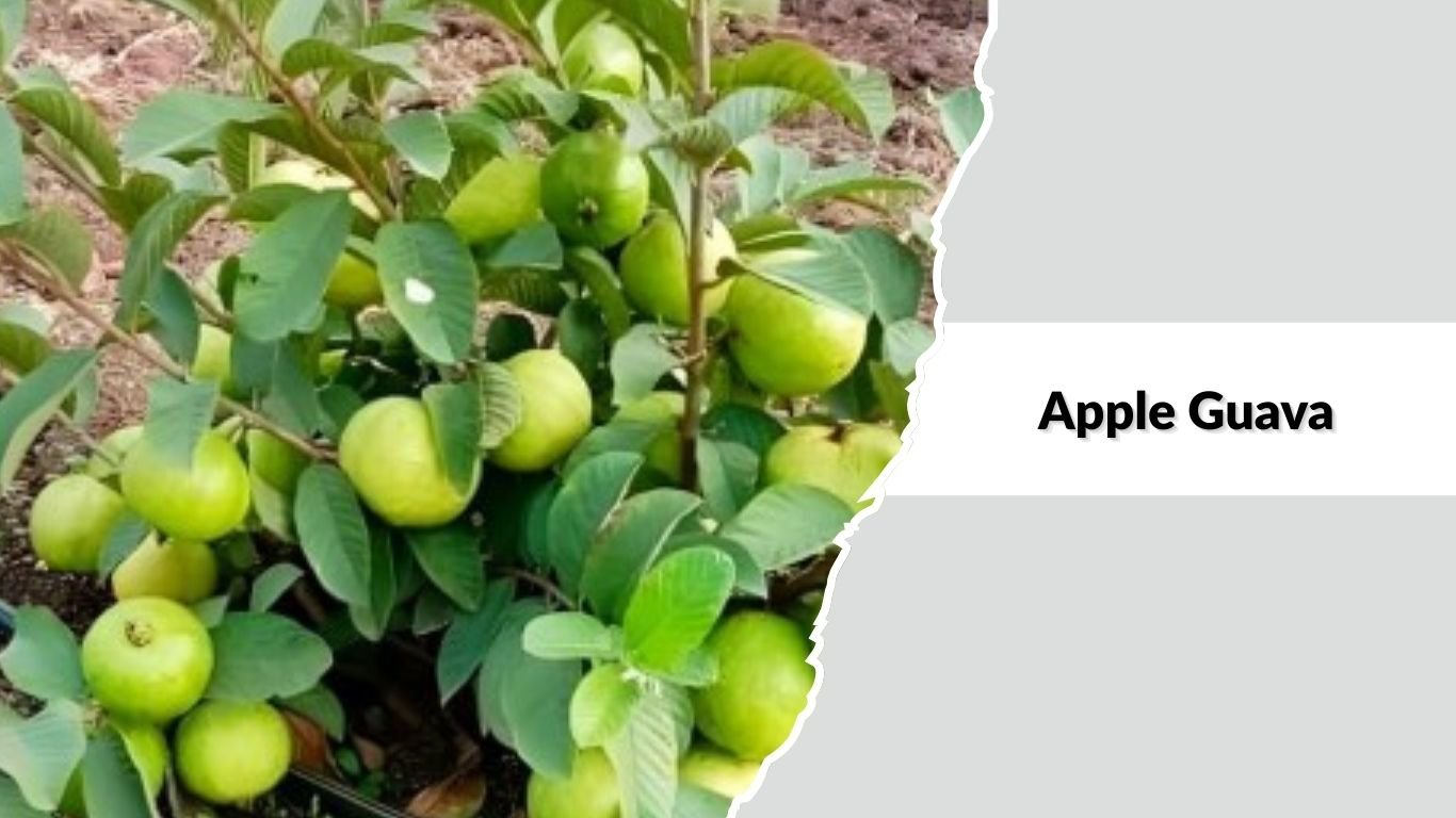 23 Types of Guava Tree: Identification with Pictures