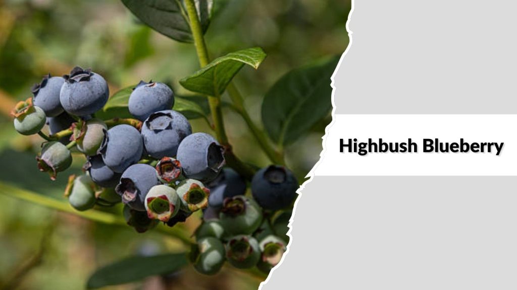 Highbush Blueberry