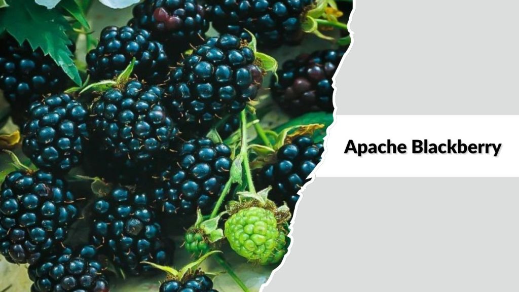Apache Blackberry