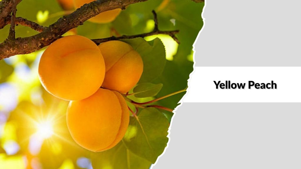 Yellow Peach