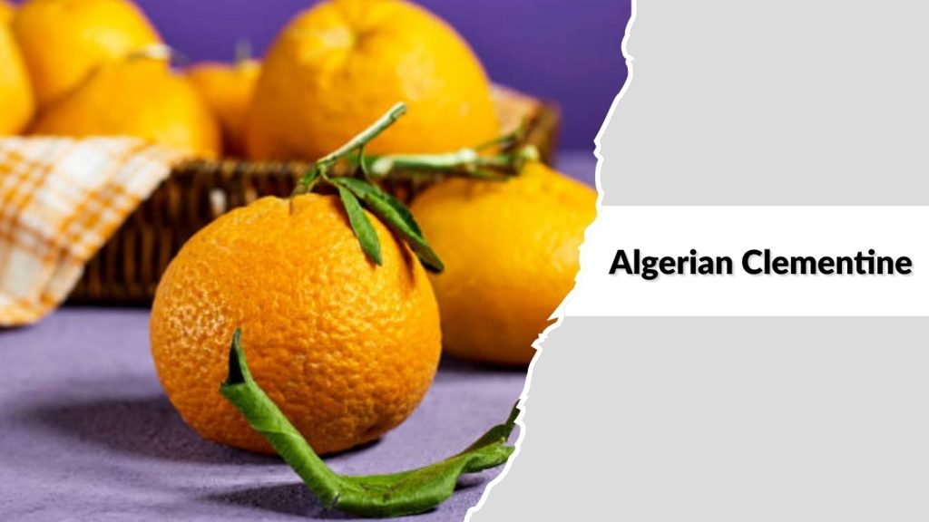 Algerian Clementine