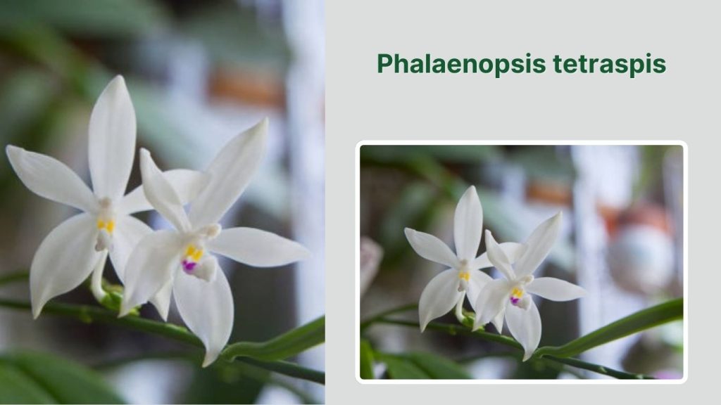Phalaenopsis tetraspis