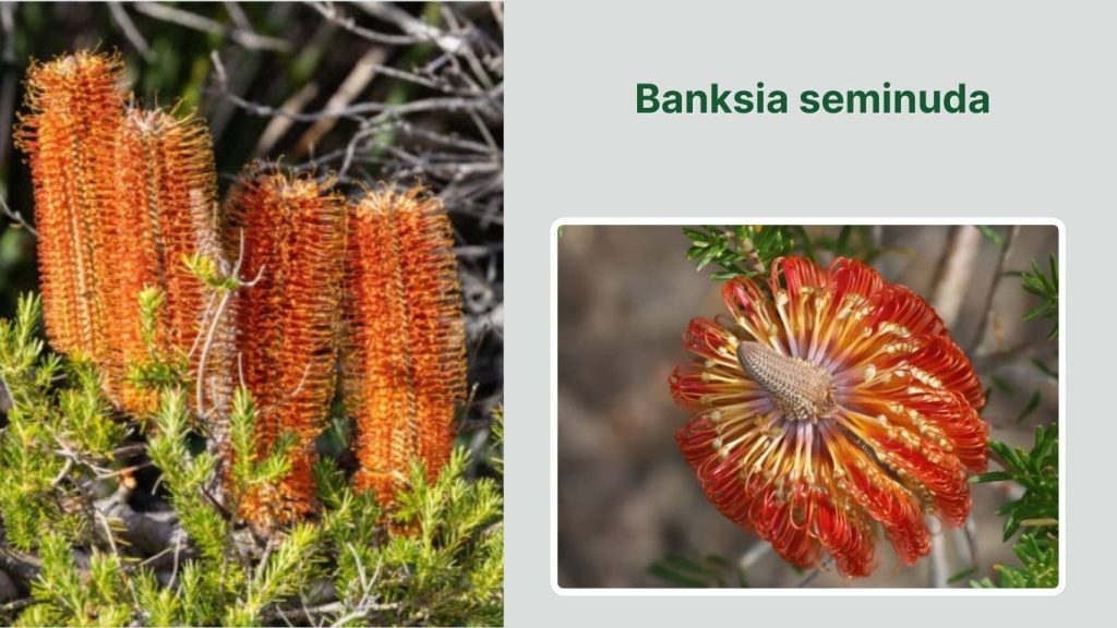 Banksia seminuda