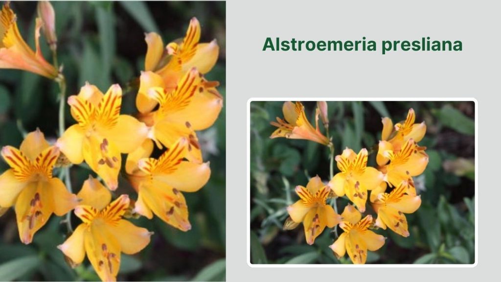 Alstroemeria presliana