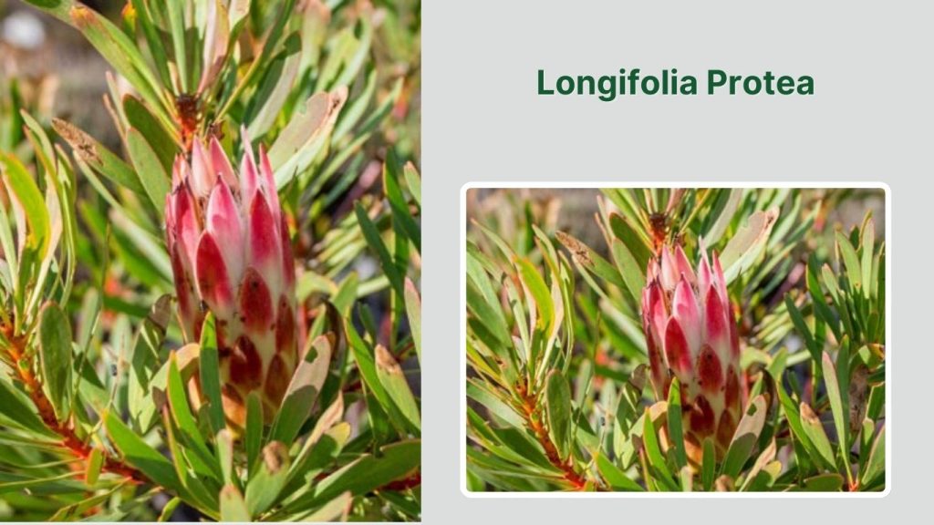 Longifolia Protea