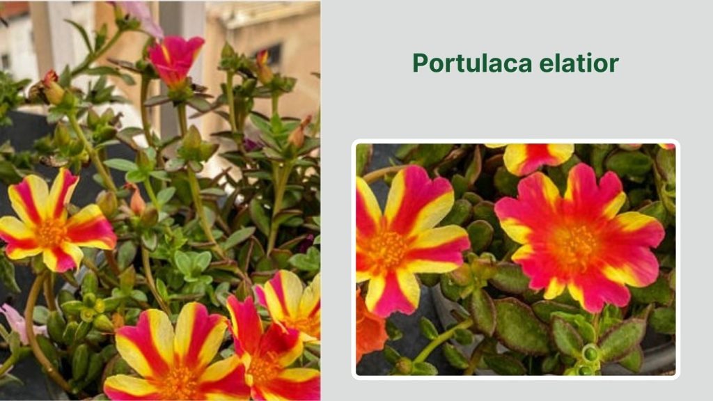 Portulaca elatior