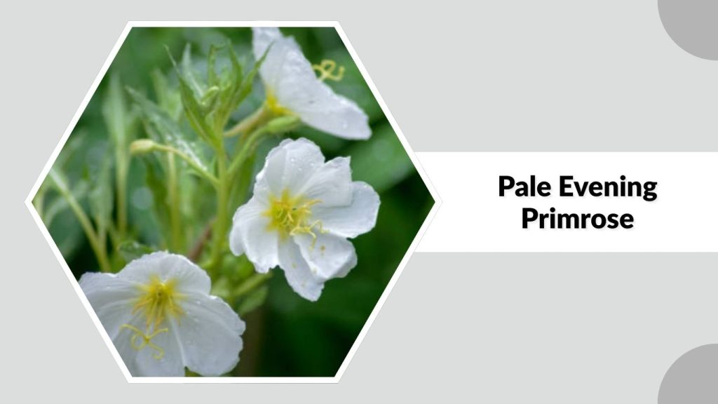 Pale Evening Primrose