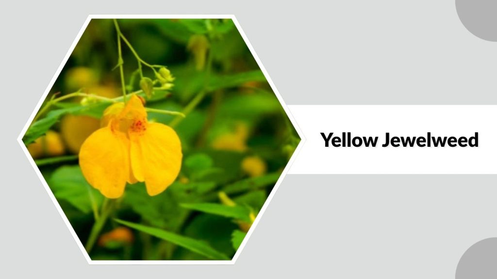 Yellow Jewelweed