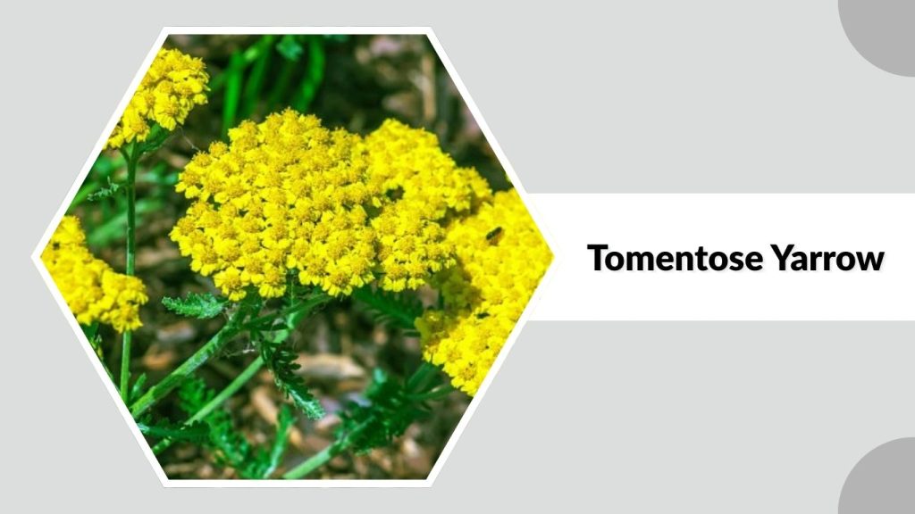 Tomentose Yarrow