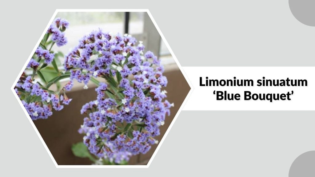 Limonium sinuatum ‘Blue Bouquet’