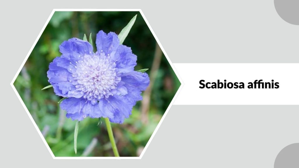 Scabiosa affinis 
