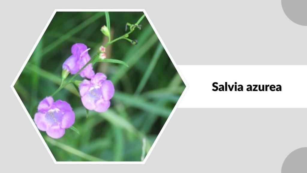 Salvia azurea