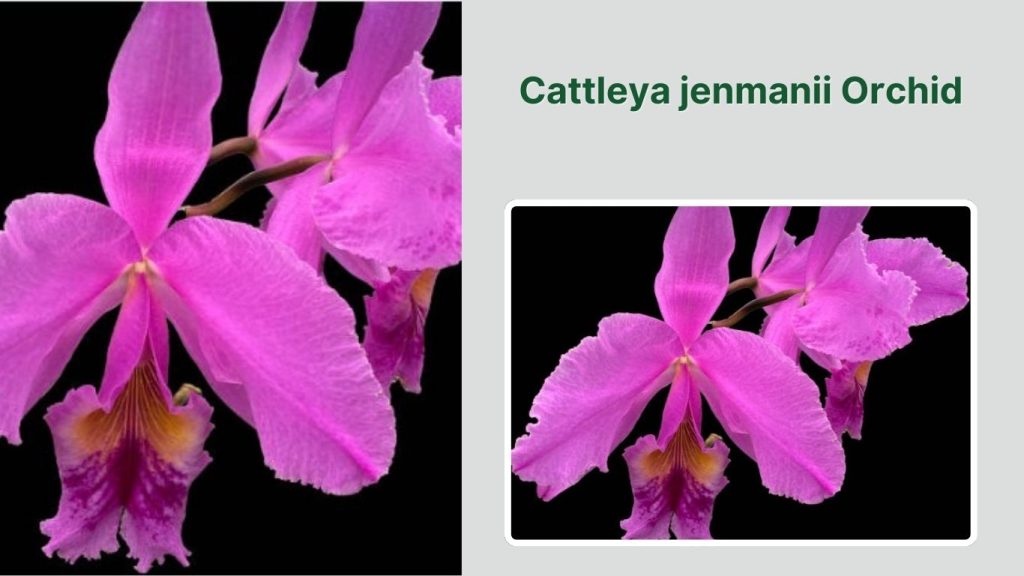 Cattleya jenmanii Orchid