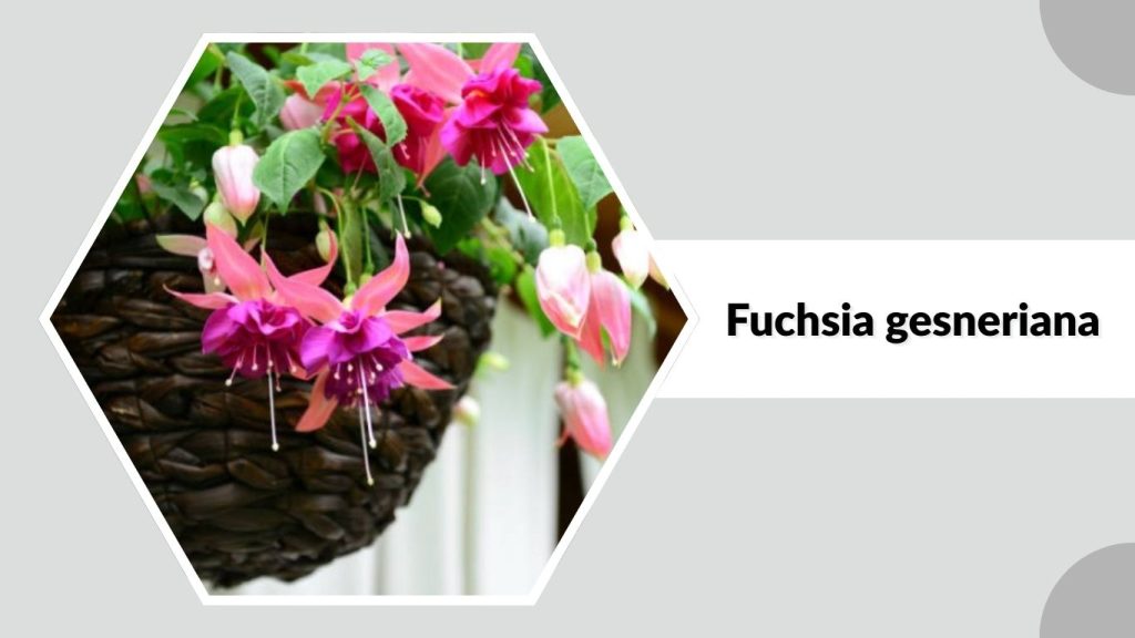 Fuchsia gesneriana