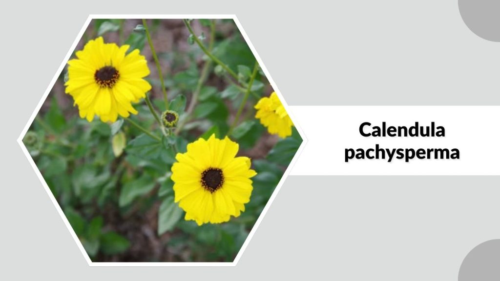 Calendula pachysperma