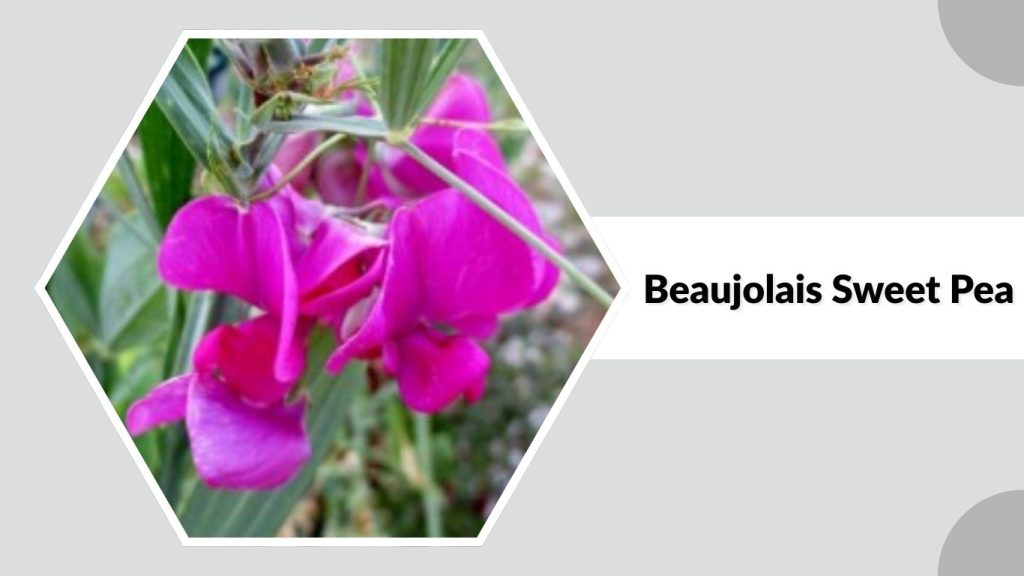 Beaujolais Sweet Pea