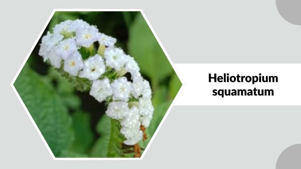 Heliotropium squamatum