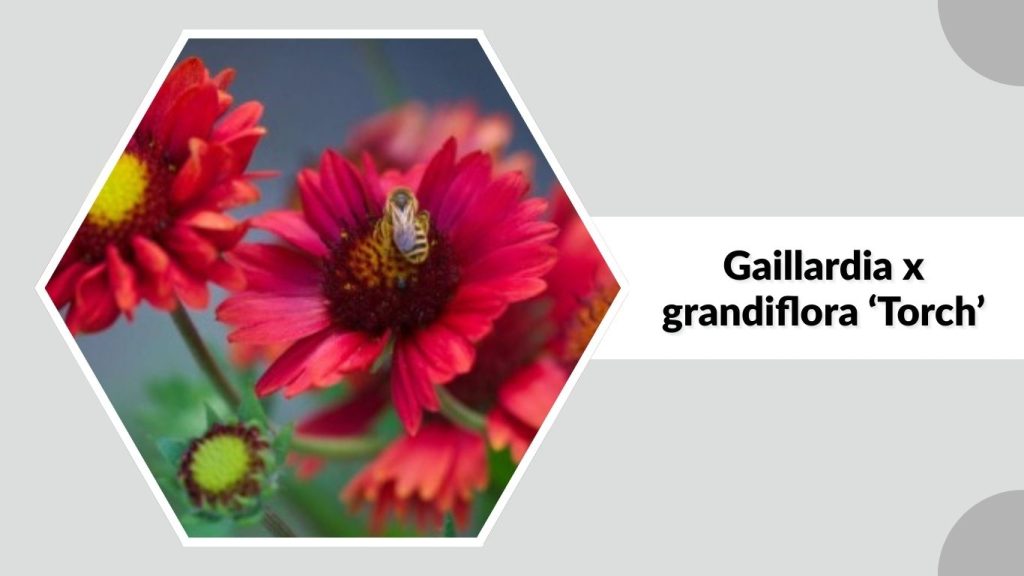Gaillardia x grandiflora ‘Torch’