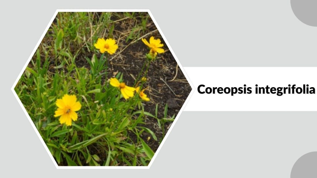 Coreopsis integrifolia