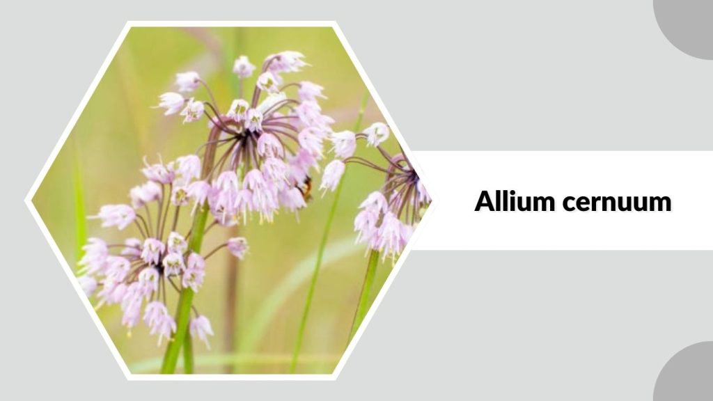 Allium cernuum