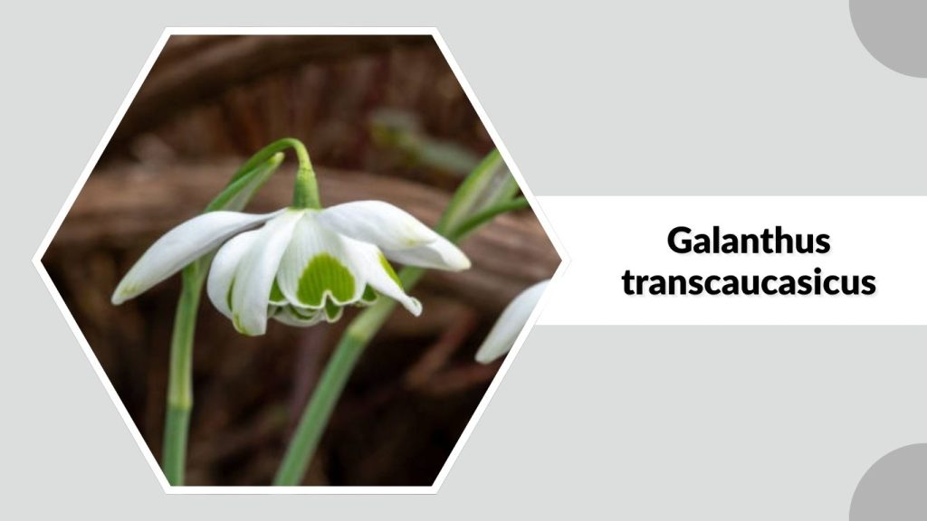 Galanthus transcaucasicus