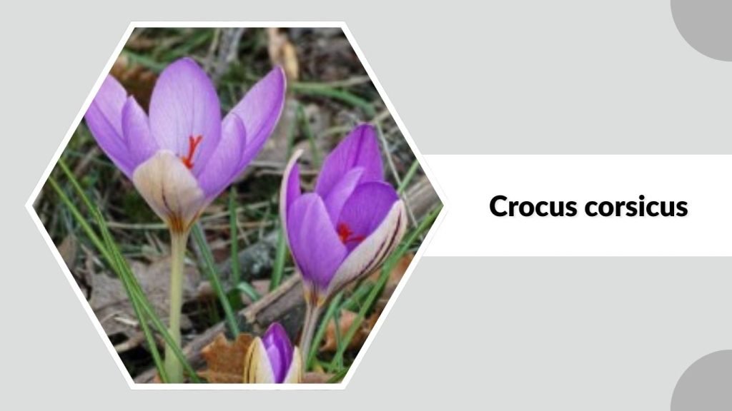 Crocus corsicus