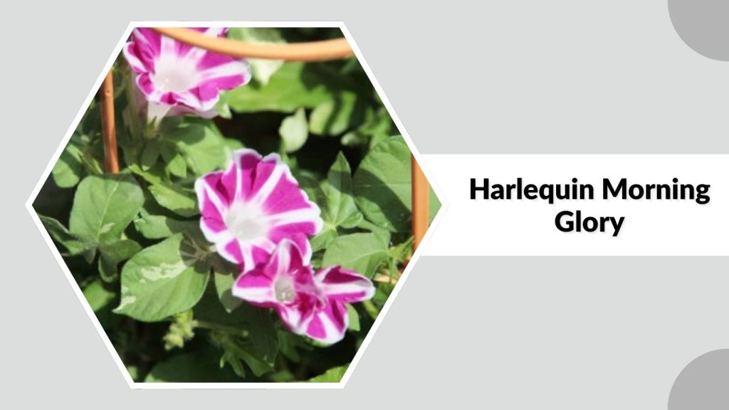 Harlequin Morning Glory