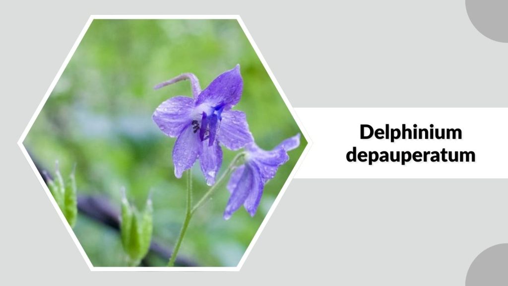  Delphinium depauperatum