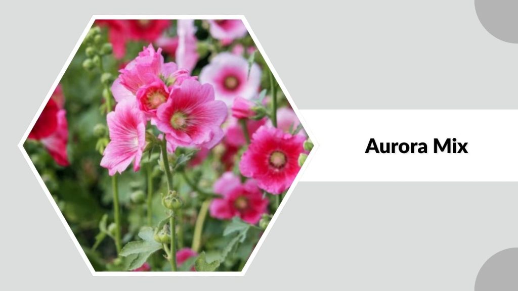 Alcea rosea ‘Aurora Mix’