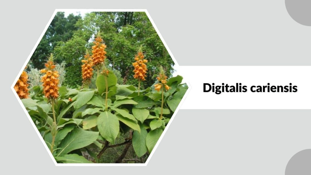Digitalis cariensis
