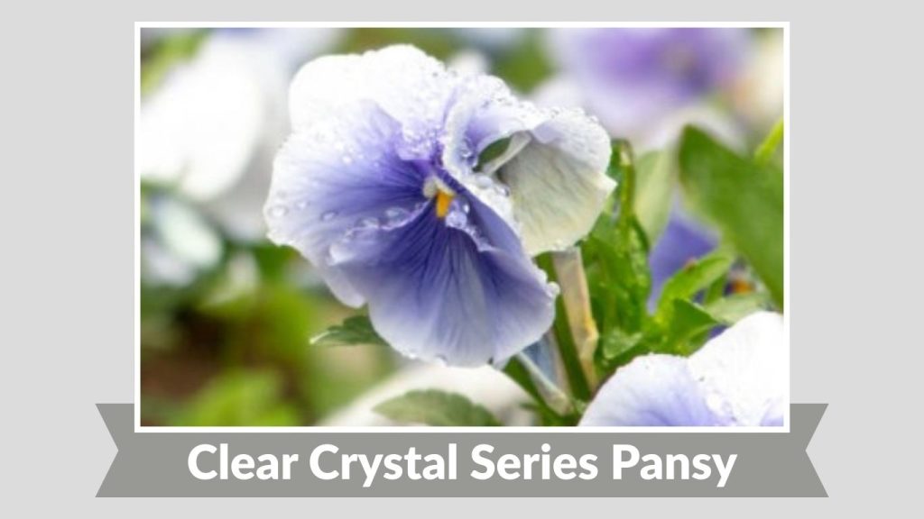 Clear Crystal Series Pansy