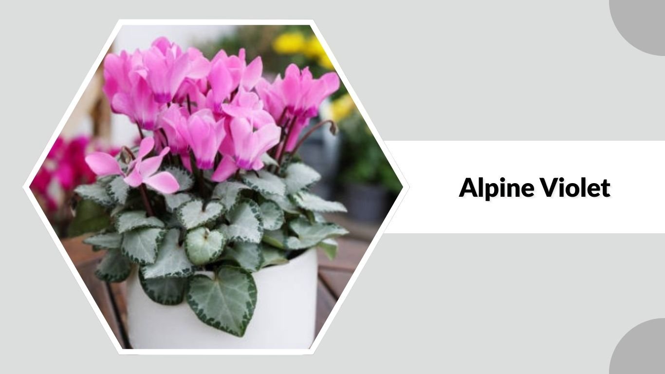 Violet Identification 27 Types of Violet Flowers: Species Identification with Pictures