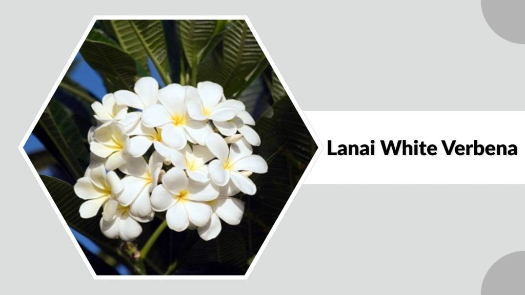 Lanai White Verbena
