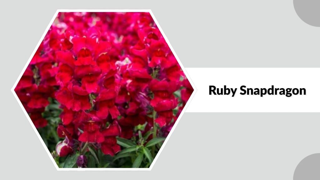 Ruby Snapdragon