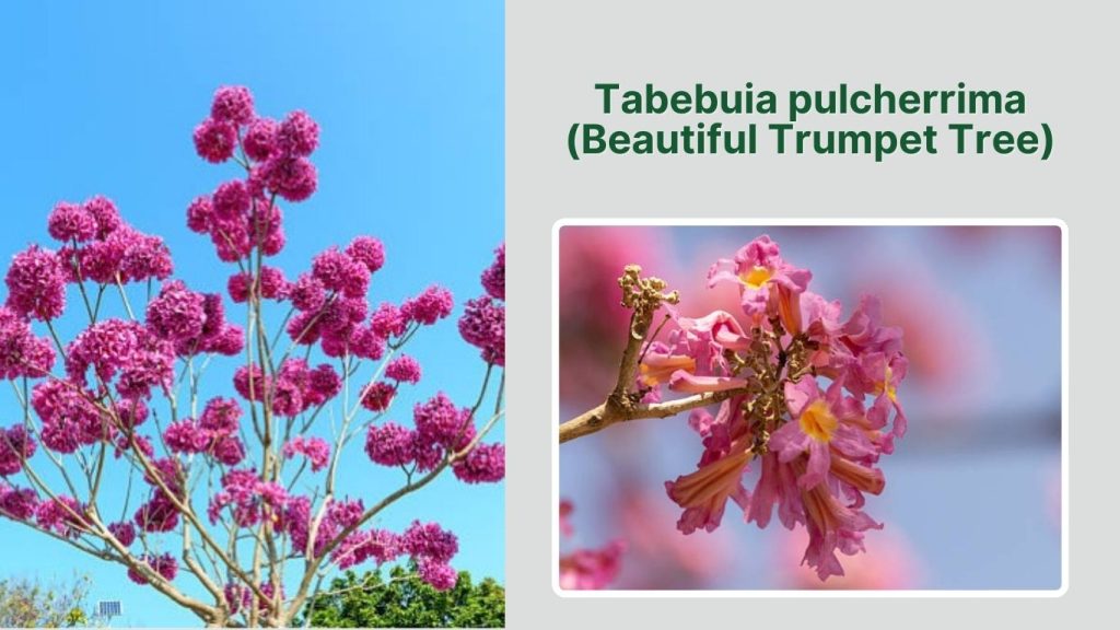 Tabebuia pulcherrima (Beautiful Trumpet Tree)