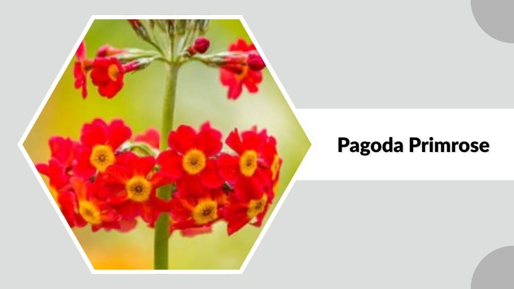 Pagoda Primrose