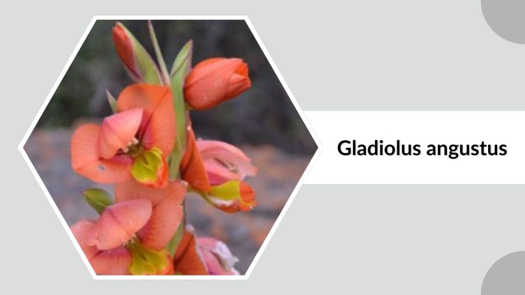 Gladiolus angustus