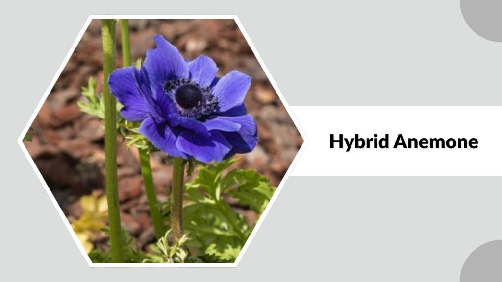 Hybrid Anemone