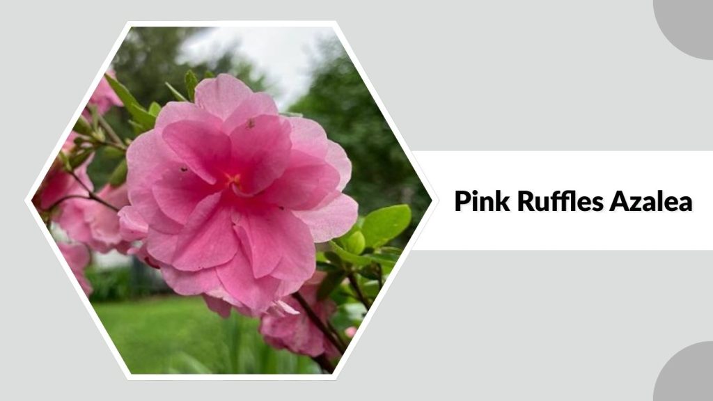 Pink Ruffles Azalea