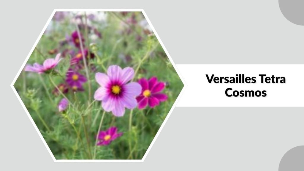 Versailles Tetra Cosmos