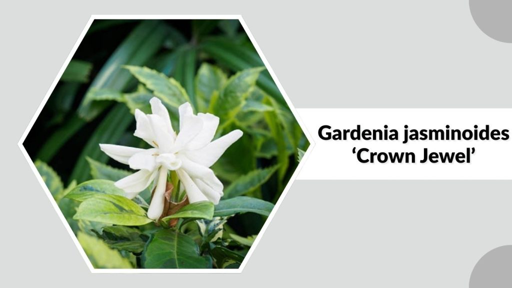 Gardenia jasminoides ‘Crown Jewel’