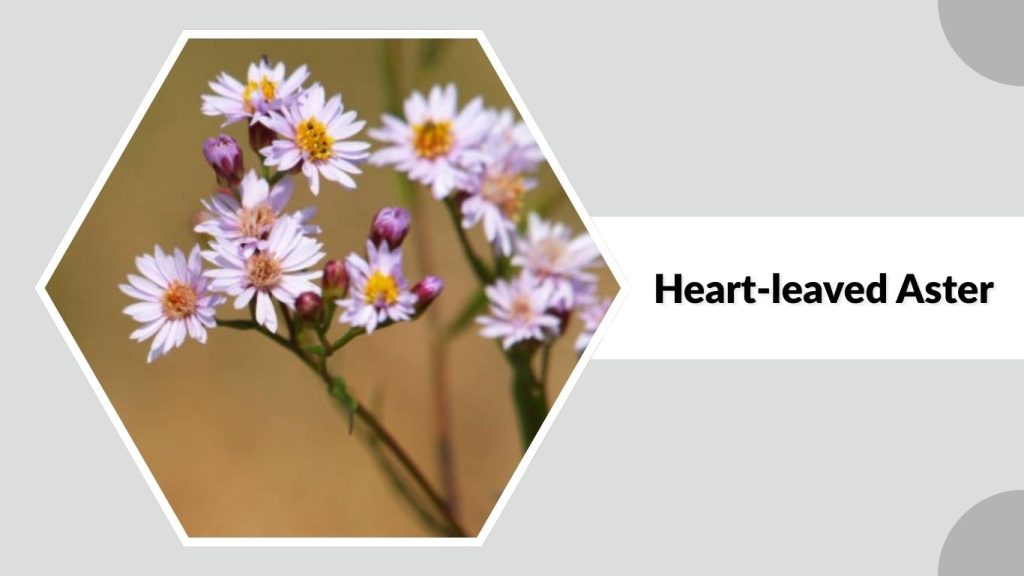 Heart-leaved Aster